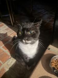Found/Stray Male Cat last seen Near N Stanley Ave, Los Angeles, CA 90046