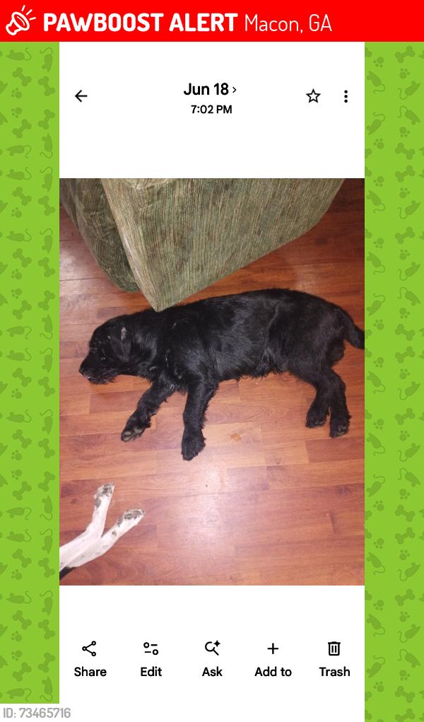 Lost Male Dog last seen Eisenhower parkwY, Macon, GA 31206