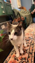 Found/Stray Male Cat last seen Oak st nw, Washington, DC 20010