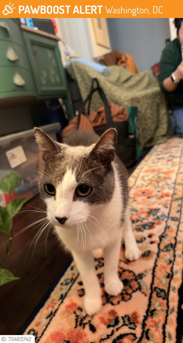 Found/Stray Male Cat last seen Oak st nw, Washington, DC 20010