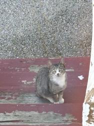Found/Stray Unknown Cat last seen S Martin Luther King Jr Ave, Waukegan, IL 60085