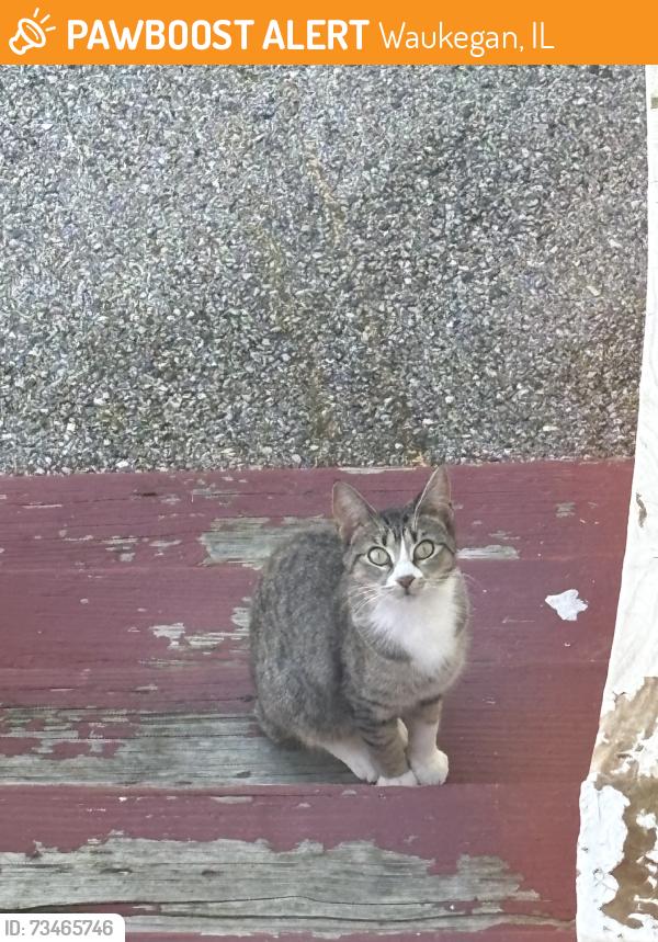 Found/Stray Unknown Cat last seen S Martin Luther King Jr Ave, Waukegan, IL 60085