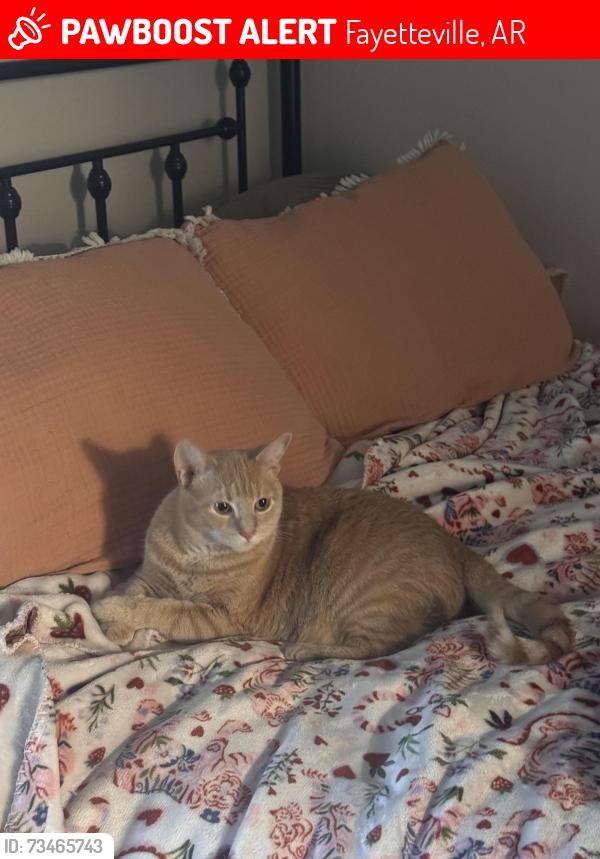 Lost Female Cat last seen Near Rupple Road, Fayetteville, AR 72704