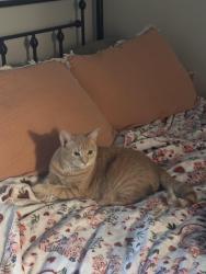 Lost Female Cat last seen Near Rupple Road, Fayetteville, AR 72704