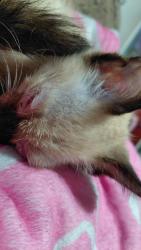 Lost Female Cat last seen Adam's and 30th, San Diego, CA 92116
