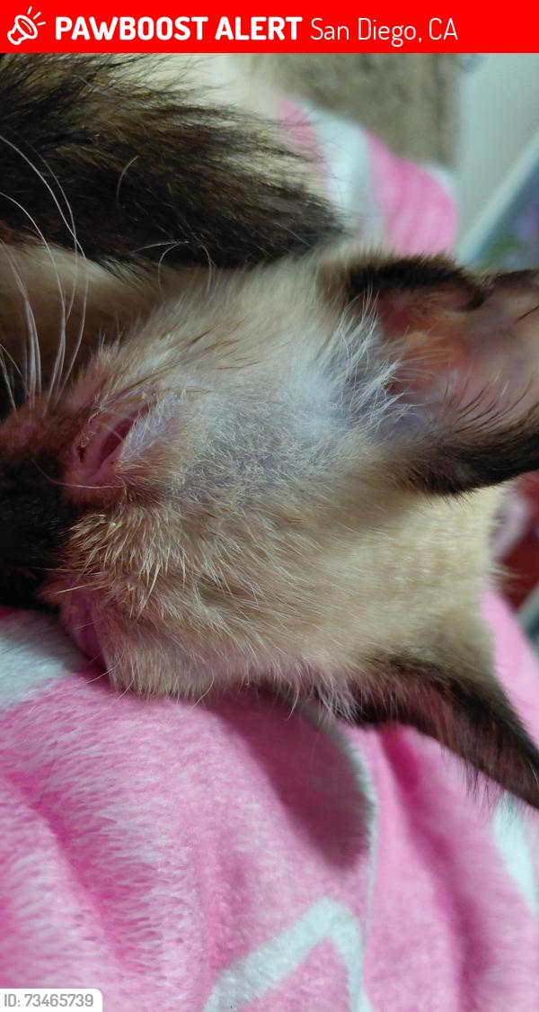 Lost Female Cat last seen Adam's and 30th, San Diego, CA 92116