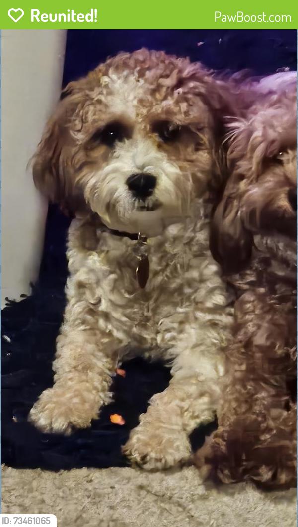 Reunited Female Dog last seen Near blair, Saint Paul, MN 55104