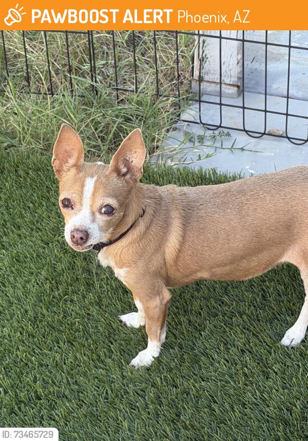 Found/Stray Female Dog last seen Elliot Road, Phoenix, AZ 85044