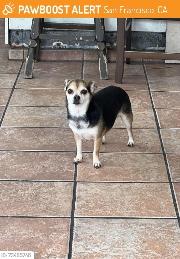 Found/Stray Female Dog last seen Bryant and 25th, San Francisco, CA 94110