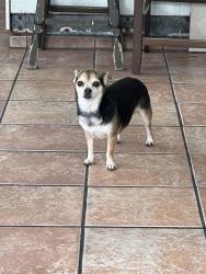 Found/Stray Female Dog last seen Bryant and 25th, San Francisco, CA 94110