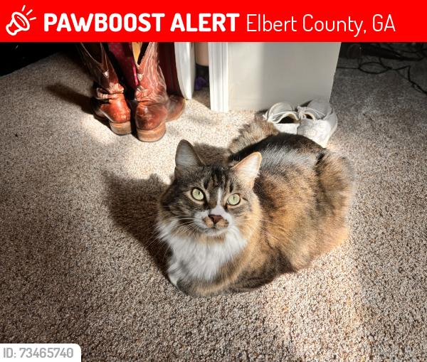 Lost Male Cat last seen Pleasant Grove Road and Corinth Church Road, Elbert County, GA 30624