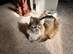 Lost Male Cat last seen Pleasant Grove Road and Corinth Church Road, Elbert County, GA 30624