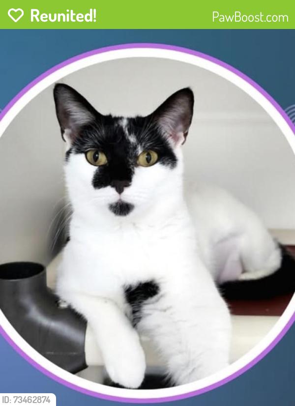 Reunited Female Cat last seen Pridmore Hollow / Crab Creek Rd, Henderson County, NC 28739