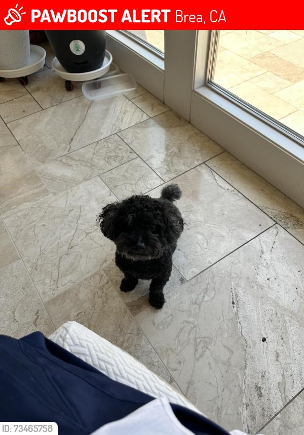 Lost Male Dog last seen Brea in the blackstone community with the pool., Brea, CA 92821