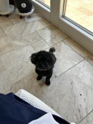 Lost Male Dog last seen Brea in the blackstone community with the pool., Brea, CA 92821