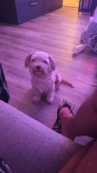 Reunited Female Dog last seen Jamestown cndmnium, St. Petersburg, FL 33702