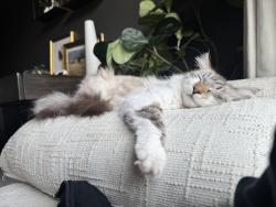 Lost Female Cat last seen County Rd e2 W and Cleveland, Arden Hills, MN 55112
