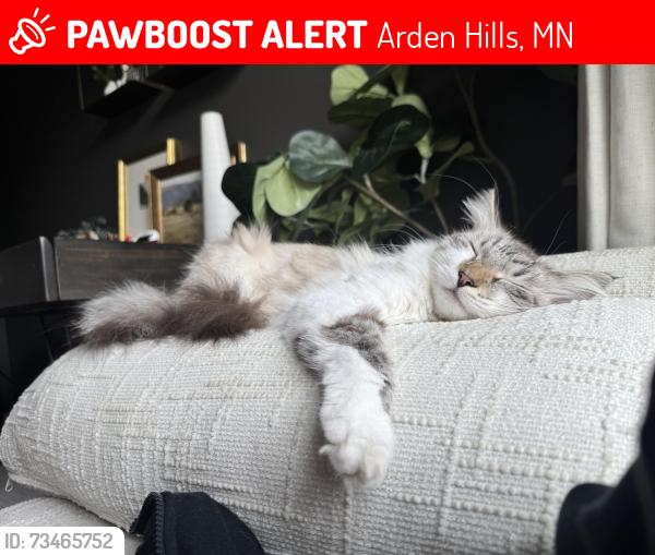 Lost Female Cat last seen County Rd e2 W and Cleveland, Arden Hills, MN 55112