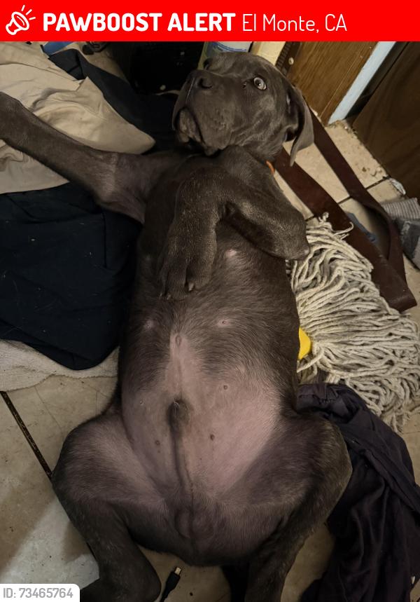 Lost Male Dog last seen New Lexington school, El Monte, CA 91733