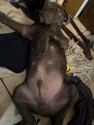 Lost Male Dog last seen New Lexington school, El Monte, CA 91733
