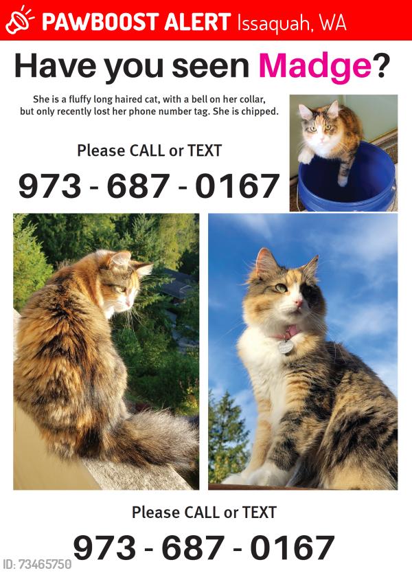 Lost Female Cat last seen Hillside Drive SE, Issaquah, WA 98027