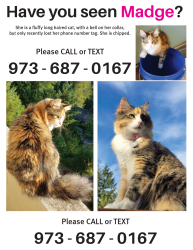 Lost Female Cat last seen Hillside Drive SE, Issaquah, WA 98027