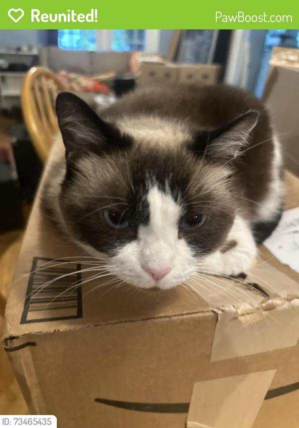 Reunited Female Cat last seen Near lockland ave, Winston-Salem, NC 27103