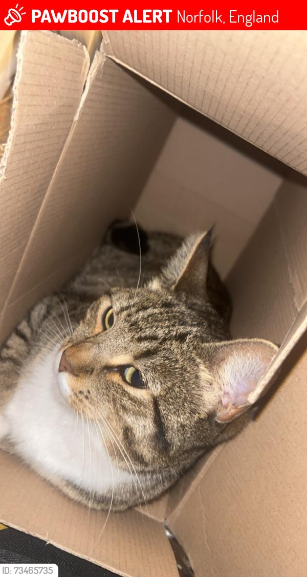 Lost Female Cat last seen Lakenham, Norfolk, England 