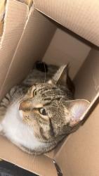 Lost Female Cat last seen Lakenham, Norfolk, England 