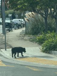 Found/Stray Unknown Dog last seen Greenly, Oakland, CA 94605