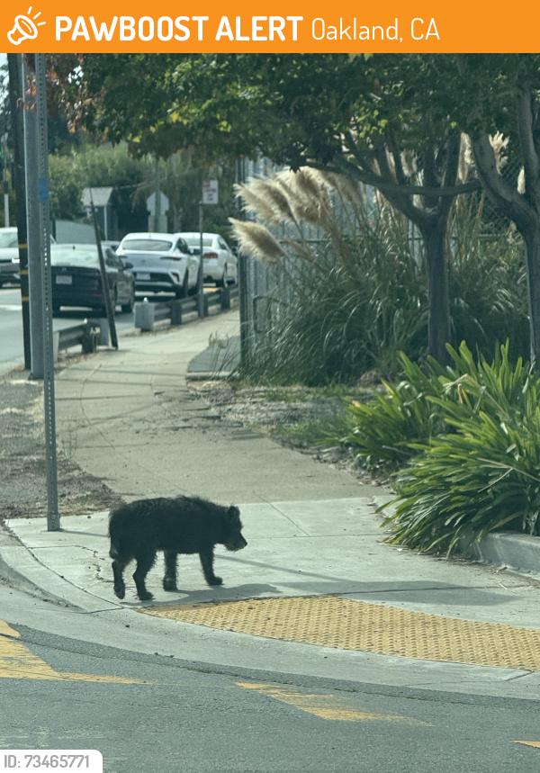 Found/Stray Unknown Dog last seen Greenly, Oakland, CA 94605