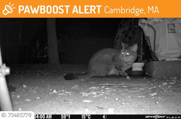 Found/Stray Unknown Cat last seen Washington Elms, Cambridge, MA 02139