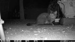 Found/Stray Unknown Cat last seen Washington Elms, Cambridge, MA 02139