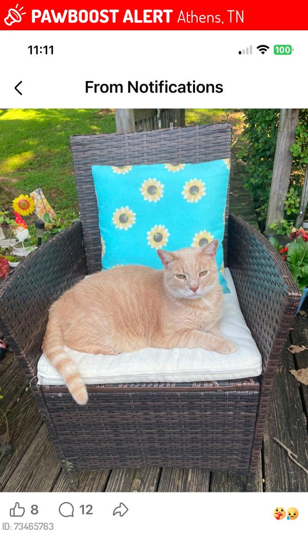 Lost Male Cat last seen Cross street County Road 100, McMinn County, TN 37303
