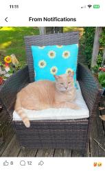Lost Male Cat last seen Cross street County Road 100, McMinn County, TN 37303