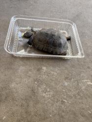 Found/Stray Unknown Reptile last seen Willow and nees, Clovis, CA 93611