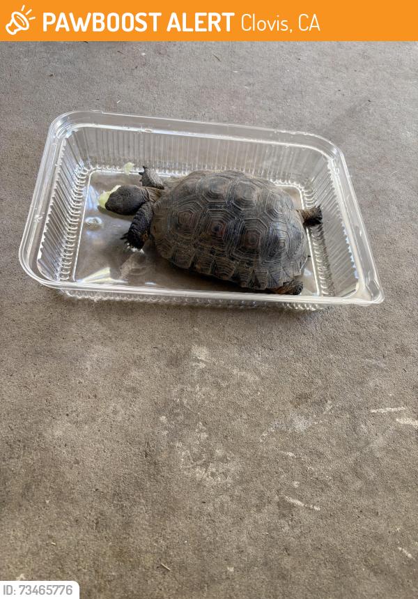 Found/Stray Unknown Reptile last seen Willow and nees, Clovis, CA 93611