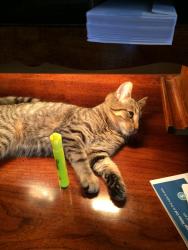 Lost Female Cat last seen West Main St & Broad St, Carmel, IN 46032