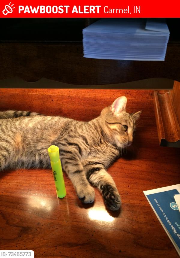 Lost Female Cat last seen West Main St & Broad St, Carmel, IN 46032