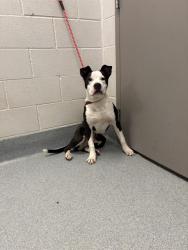 Shelter Stray Male Dog last seen Near, 5001 E Raymond St, Indianapolis, IN 46203, USA