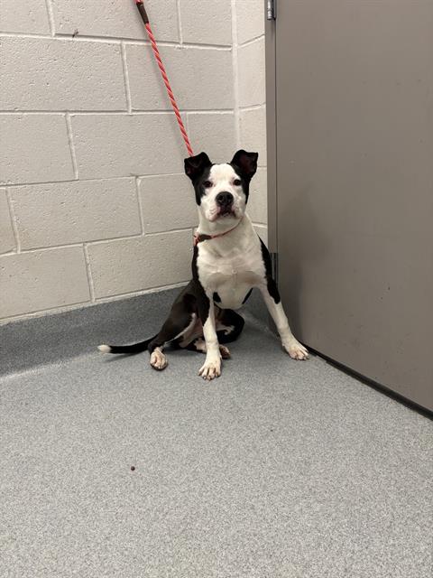 Shelter Stray Male Dog last seen Near, 5001 E Raymond St, Indianapolis, IN 46203, USA