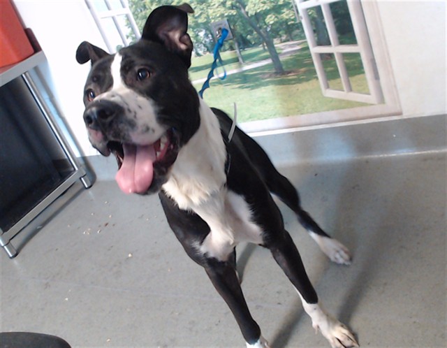 Shelter Stray Male Dog last seen O'FARRELL, 1419 Bryant St, San Francisco, CA 94103, USA