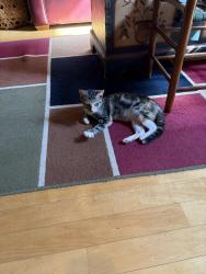 Found/Stray Female Cat last seen Lookout and Calvin Sts. Claremont, Claremont, NC 28610