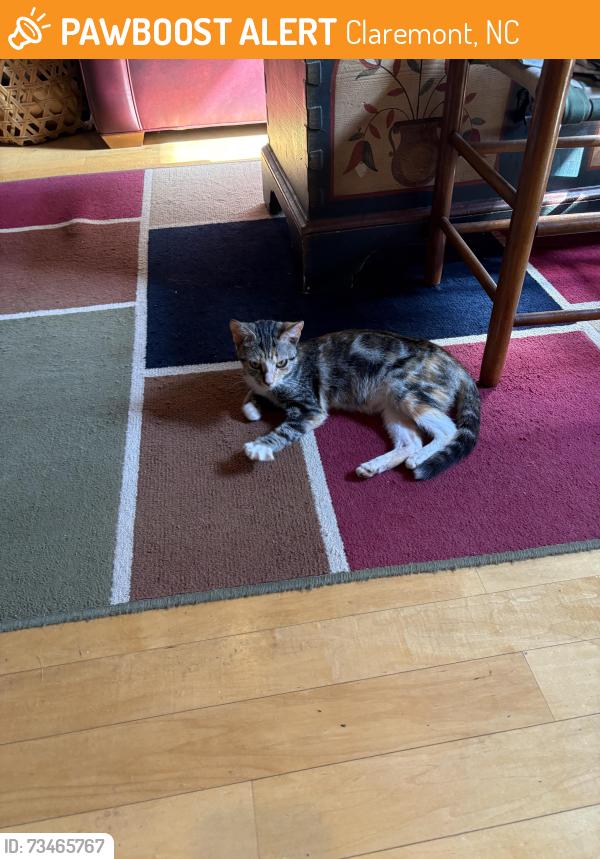 Found/Stray Female Cat last seen Lookout and Calvin Sts. Claremont, Claremont, NC 28610