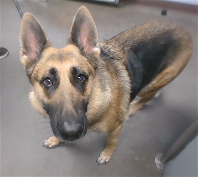 Shelter Stray Female Dog last seen 129TH AVE AND CAMELBACK RD, 2500 S 27th Ave, Phoenix, AZ 85009, USA