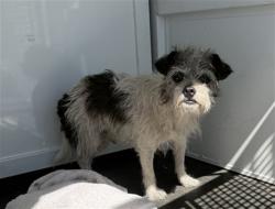Shelter Stray Male Dog last seen Near BLOCK DEL REY, 333 Chandler Pl, San Bernardino, CA 92408, USA