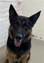 Shelter Stray Male Dog last seen E 9TH ST X N WATERMAN AVE, 333 Chandler Pl, San Bernardino, CA 92408, USA