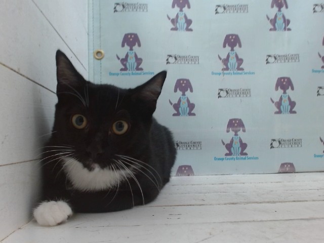 Shelter Stray Female Cat last seen , 2769 Conroy Rd, Orlando, FL 32839, USA