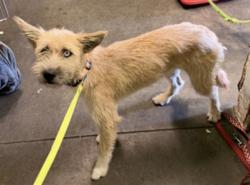 Shelter Stray Female Dog last seen , 1850 W 60th St, Los Angeles, CA 90047, USA