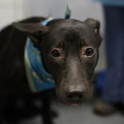 Shelter Stray Female Dog last seen TIGER PAW, 4710 TX-151, San Antonio, TX 78227, USA